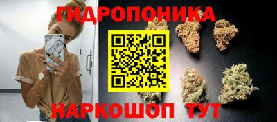 крисы Новозыбков